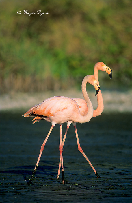 Greater Flamingo 103 by Dr. Wayne Lynch &copy;