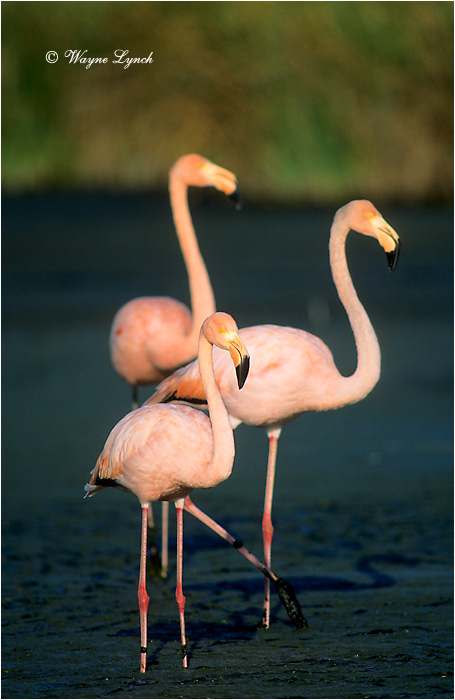 Greater Flamingo 104 by Dr. Wayne Lynch &copy;