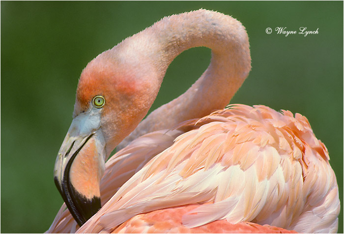 Greater Flamingo 105 by Dr. Wayne Lynch &copy;