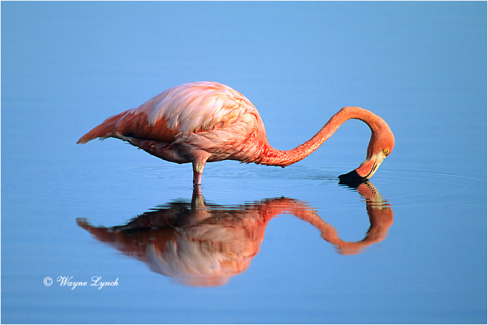 Greater Flamingo 101 by Dr. Wayne Lynch &copy;