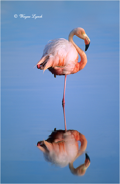 Greater Flamingo 108 by Dr. Wayne Lynch &copy;
