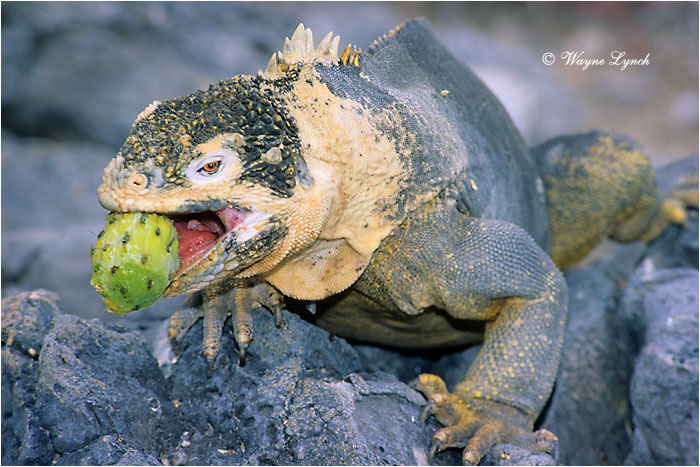Galapagos Land Iguana 101 by Dr. Wayne Lynch &copy;