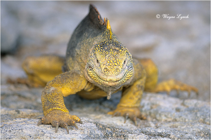 Galapagos Land Iguana 102 by Dr. Wayne Lynch &copy;
