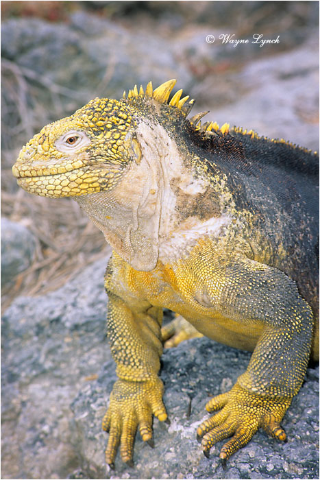 Galapagos Land Iguana 103 by Dr. Wayne Lynch &copy;
