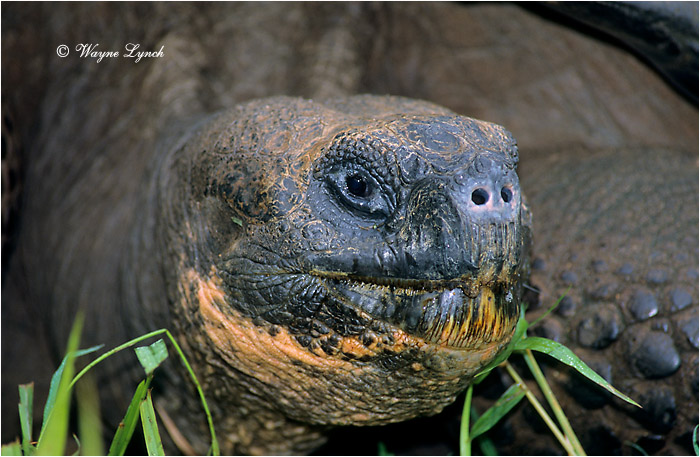 Galapagos Giant Tortoise 103 by Dr. Wayne Lynch &copy;
