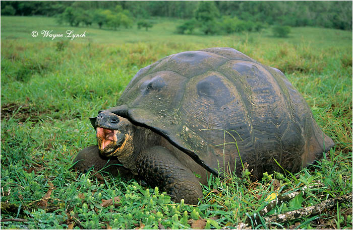 Galapagos Giant Tortoise 104 by Dr. Wayne Lynch &copy;