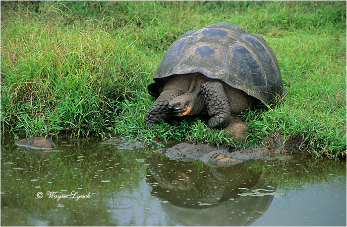Galapagos Giant Tortoise 105 by Dr. Wayne Lynch &copy;