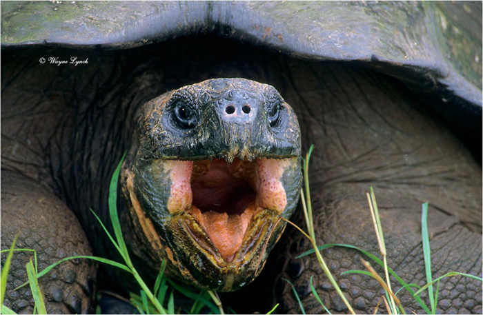 Galapagos Giant Tortoise 109 by Dr. Wayne Lynch ©