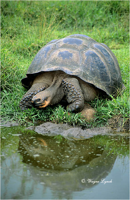 Galapagos Giant Tortoise 101