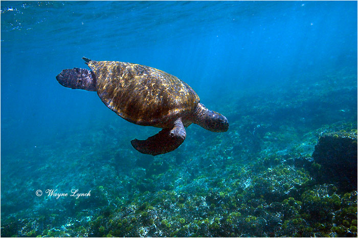Black Sea Turtle 101 by Dr. Wayne Lynch &copy;