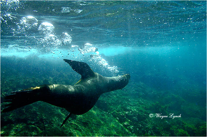 California Sea Lion 101 by Dr. Wayne Lynch &copy;