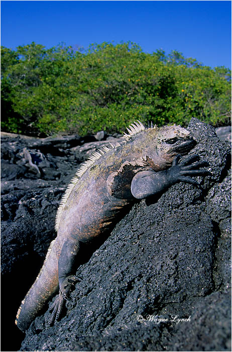 Marine Iguana 102 by Dr. Wayne  Lynch &copy;