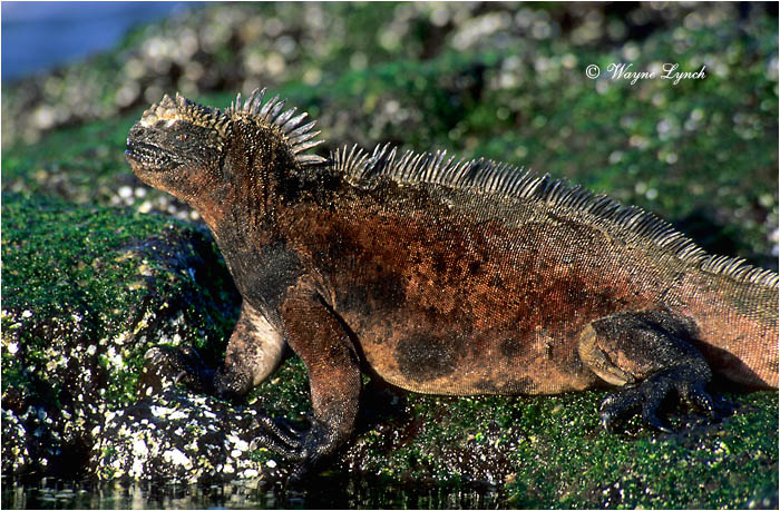 Marine Iguana 104 by Dr. Wayne Lynch &copy;