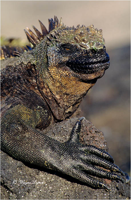 Marine Iguana 106 by Dr. Wayne Lynch &copy;