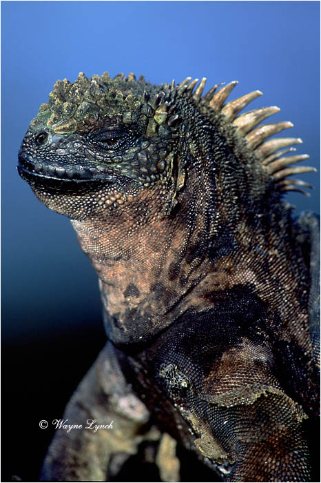Marine Iguana 109 by Dr. Wayne Lynch &copy;