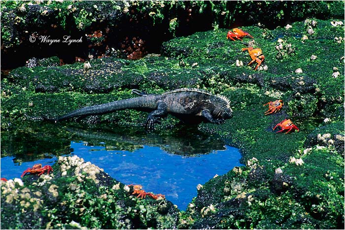 Marine Iguana 112 by Dr. Wayne Lynch &copy;