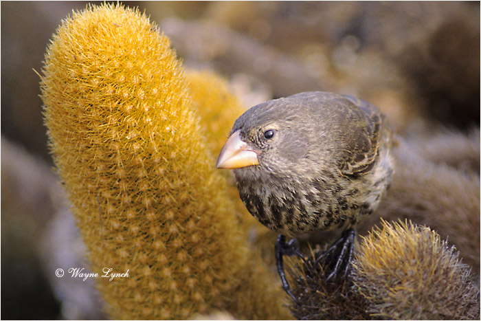 Large Catus Finch 101 by Dr. Wayne Lynch &copy;