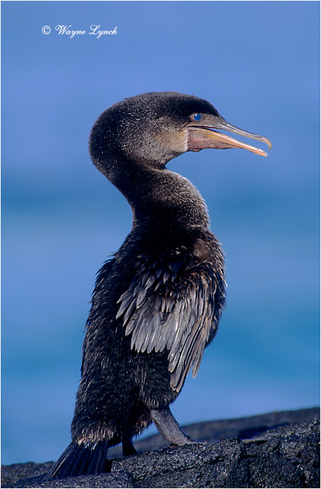 Flightless Cormorant 103 by Dr. Wayne Lynch &copy;