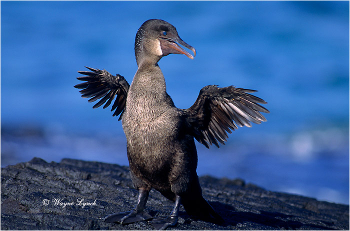 Flightless Cormorant 103 by Dr. Wayne Lynch &copy;
