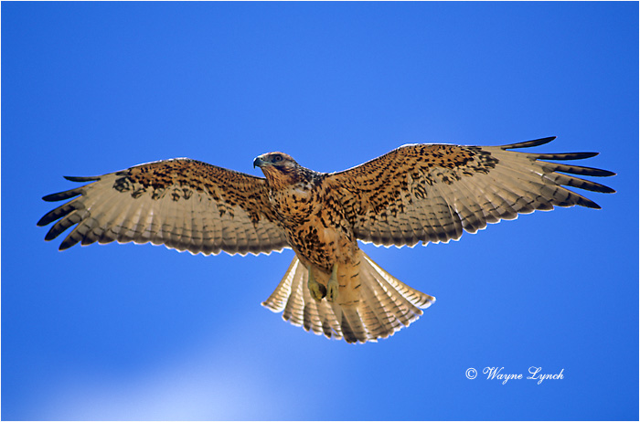 Galapagos Hawk 102 by Dr. Wayne Lynch &copy;