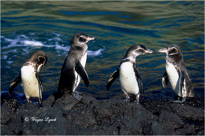 Galapagos Penguins 103 by Dr. Wayne Lynch &copy;