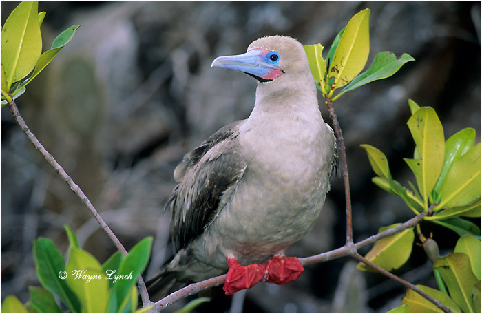 Red-footed Booby 103 by Dr. Wayne Lynch &copy;