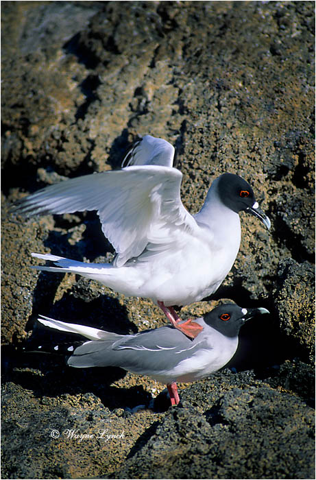 Mating Swallow-tailed Gulls 102 by Dr. Wayne Lynch &copy;