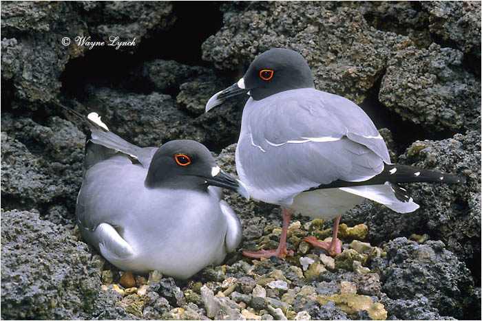Nesting Swallow-tailed Gulls 102 by Dr. Wayne Lynch &copy;