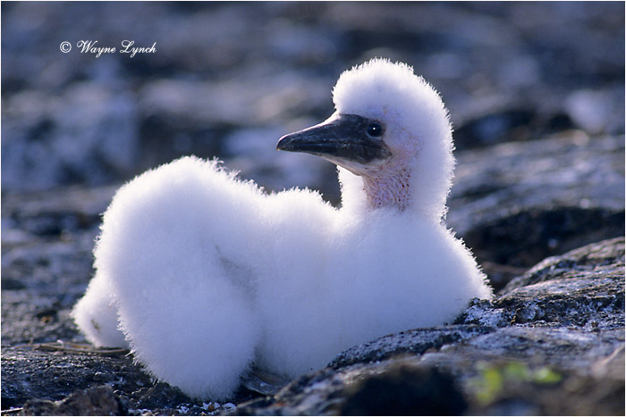 Nazca Booby Chick 102 by Dr. Wayne Lynch &copy;