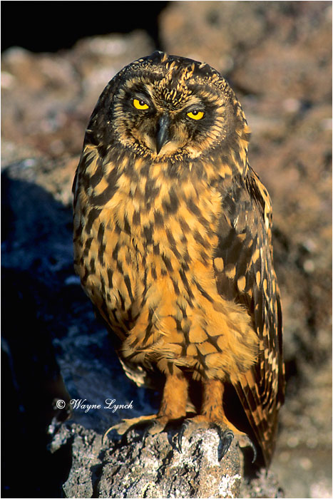 Short-eared Owl 120 by Dr. Wayne Lynch &copy;
