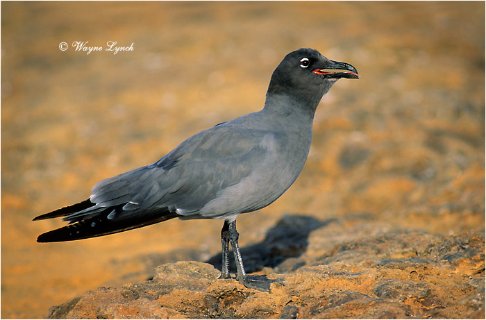 Lava Gull 101 by Dr. Wayne Lynch &copy;