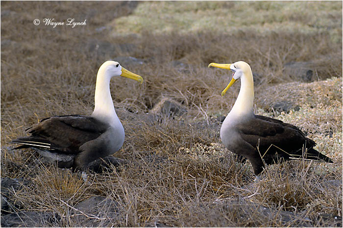 Courting Waved Albatrosses 102 by Dr. Wayne Lynch &copy;