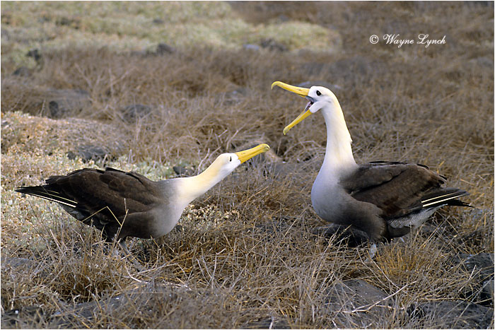 Courting Waved Albatrosses 103 by Dr. Wayne Lynch &copy;
