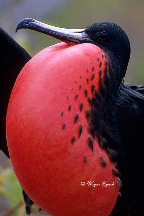 Magnificent Frigatebird 103 by Dr. Wayne Lynch &copy;
