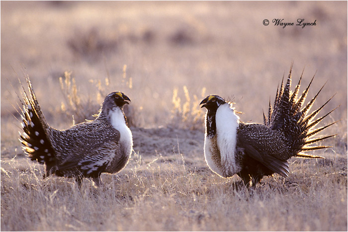 Greater Sage-grouse 108 by Dr. Wayne Lynch ©