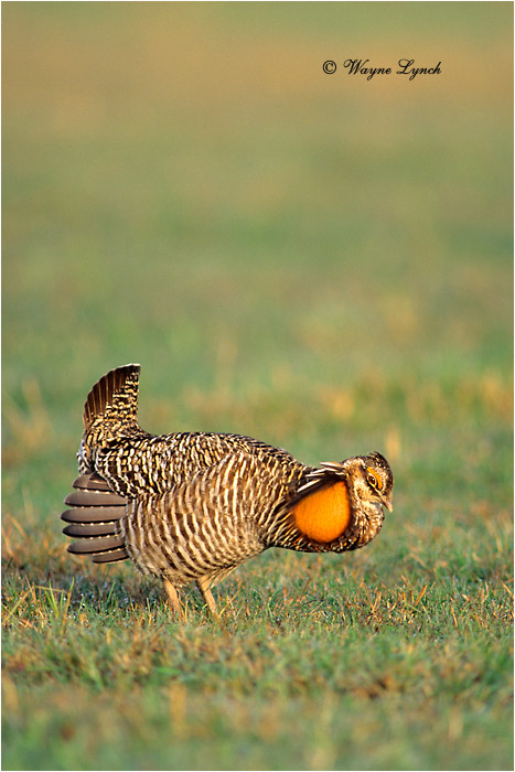 Greater Prairie-chicken 101 by Dr. Wayne Lynch &copy;