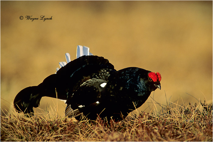 Black Grouse 101 by Dr. Wayne Lynch &copy;