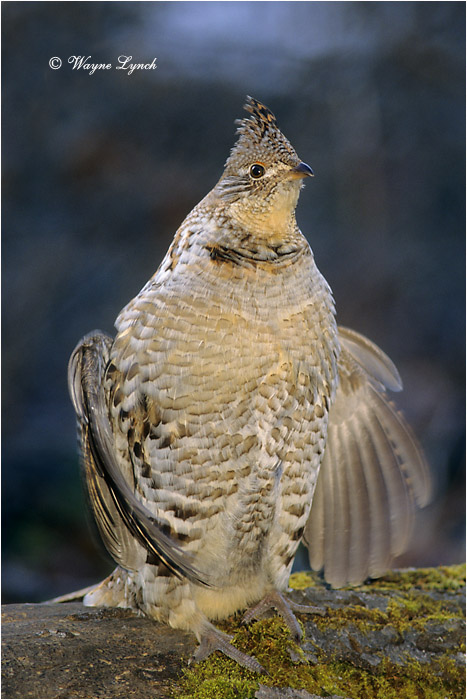 Ruffed  Grouse 107 by Dr. Wayne Lynch &copy;