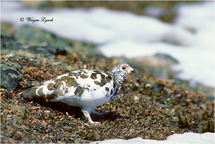 White-tailed Ptarmigan 101 by Dr. Wayne Lynch ©