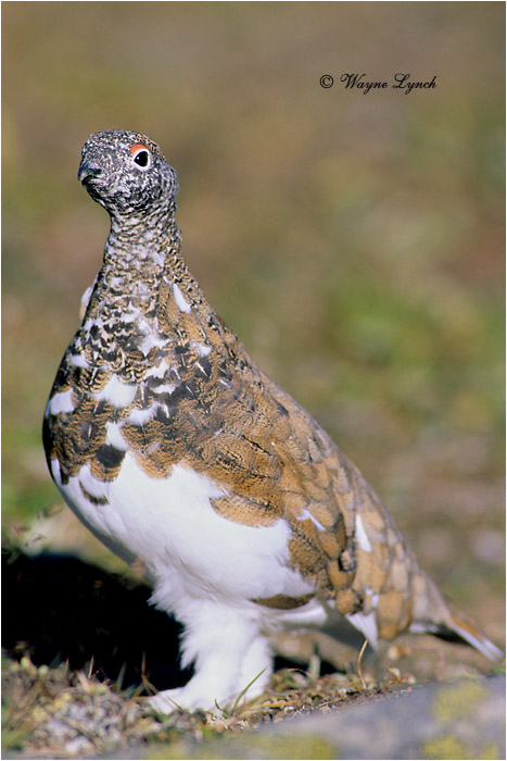 White-tailed Ptarmigan 104 by Dr. Wayne Lynch &copy;
