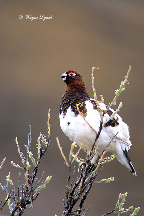 Willow Ptarmigan 110 by Dr. Wayne Lynch 