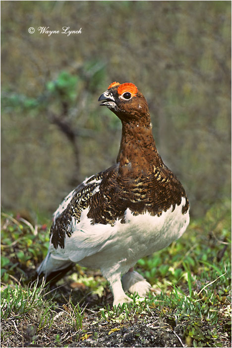 Willow Ptarmigan 104 by Dr. Wayne Lynch &copy;