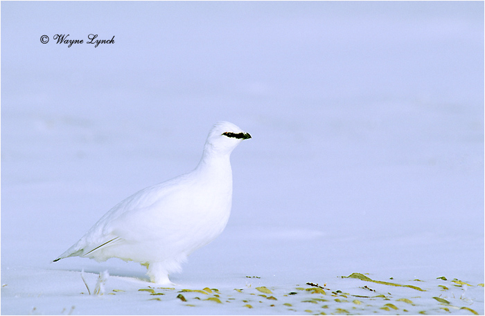 Rock Ptarmigan 10 by Dr. Wayne Lynch &copy;