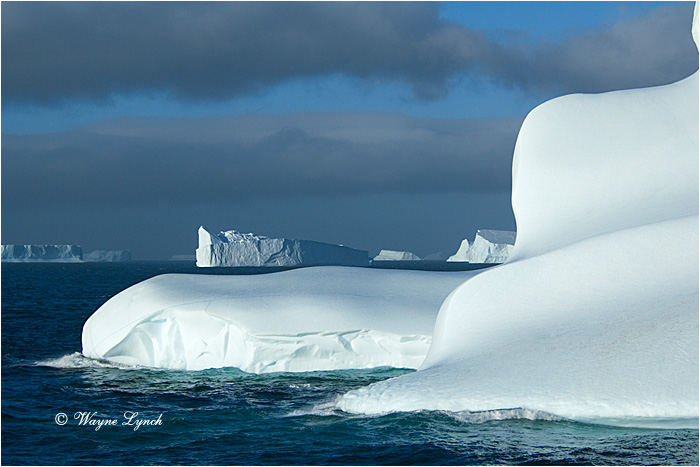 Antarctic Iceberg 101  by Dr. Wayne Lynch ©