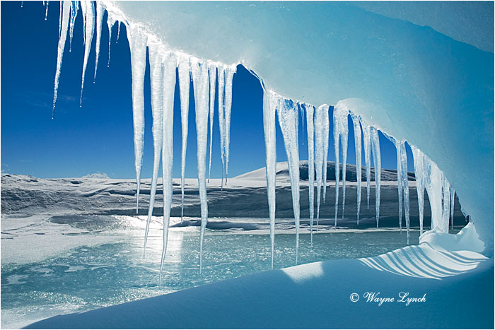 Antarctic Icicles 101 by Dr. Wayne Lynch ©