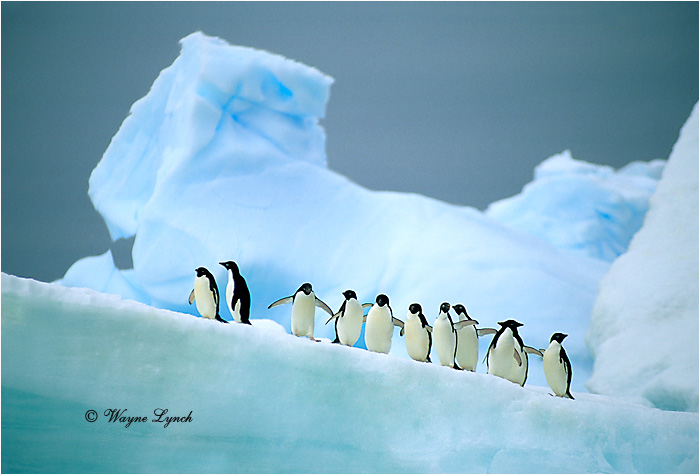 Adelie Penguin 106 by Dr. Wayne Lynch &copy;