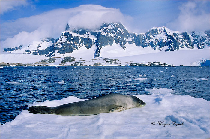 Leopard Seal 101 by Dr. Wayne Lynch &copy;