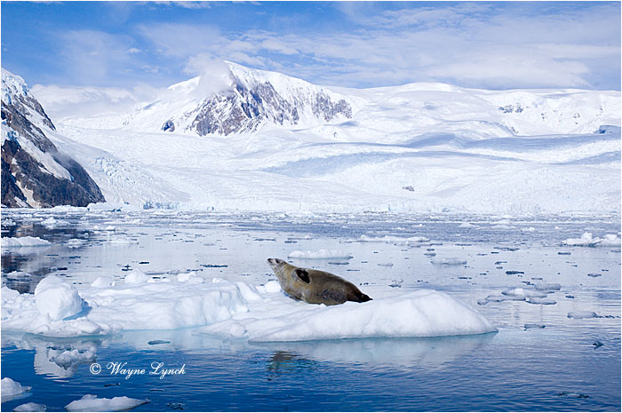 Crabeater Seal 101 by Dr. Wayne Lynch &copy;