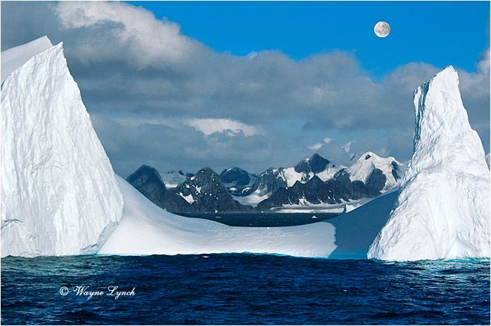 Antarctic Iceberg 102 by Dr. Wayne Lynch ©