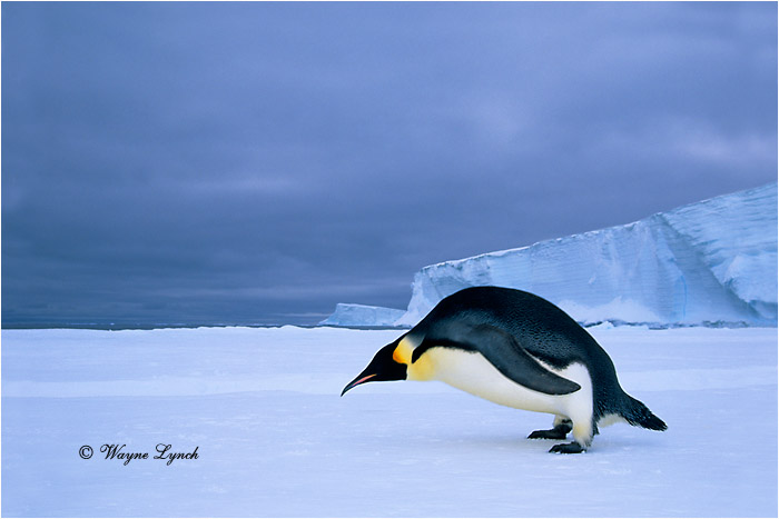 Emperor Penguin 107 by Dr. Wayne Lynch ©